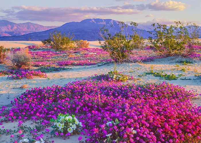 Purple wildflowers at Anza Borrego State Park