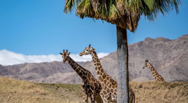 Giraffes in zoo with palm trees and mountains in the background